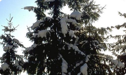 实用的雪写景作文汇总九篇