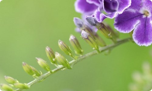 精选花园写景的作文4篇