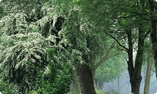 精选夏天写景的作文合集七篇