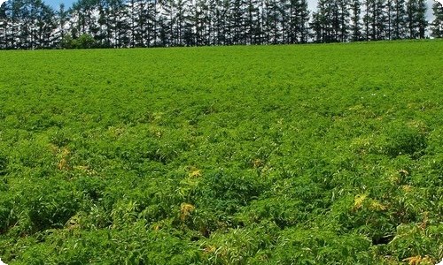 稻草人读后感【精】