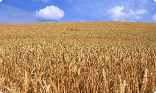 【推荐】夏天写景作文合集七篇