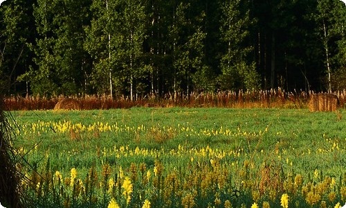 【热门】写物作文锦集六篇