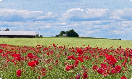 有关秋天写景的作文汇编五篇