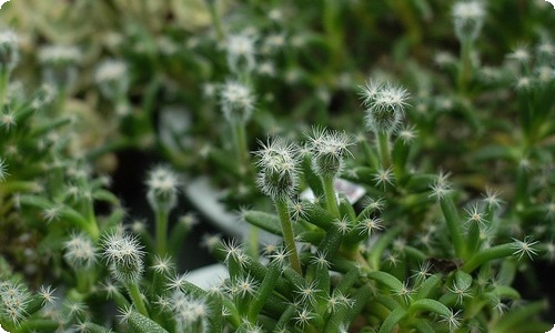 六一儿童节主持词范文