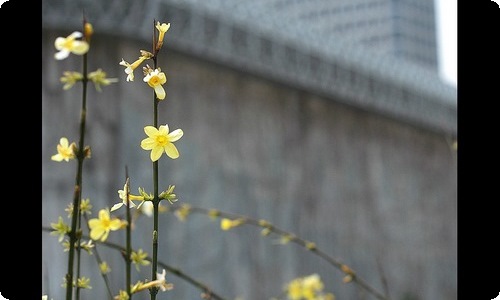 观察植物日记通用15篇