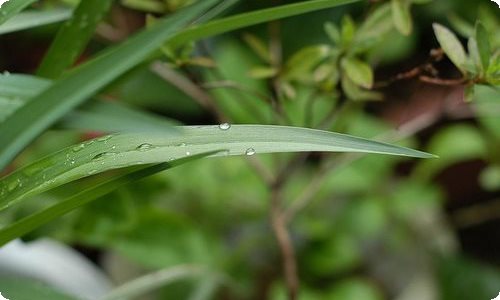 【推荐】小学写景作文合集六篇