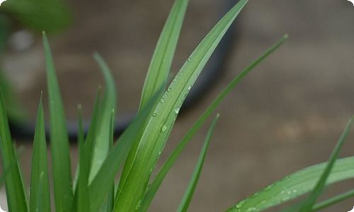 【荐】端午节教案