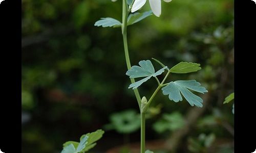 【推荐】语文周记范文合集9篇