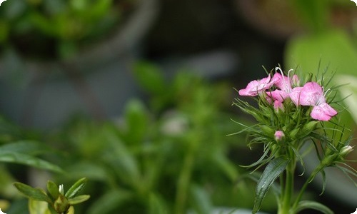 实用的冬天写景作文汇编六篇