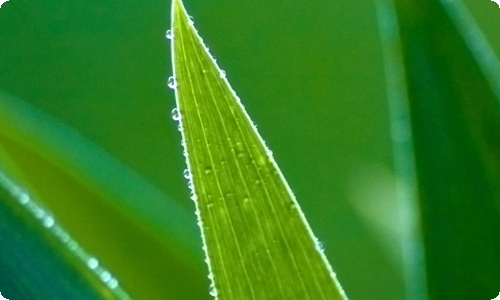 精选开学周记范文集合四篇