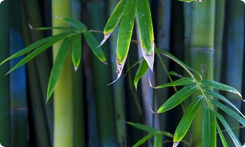 《稻草人》读后感