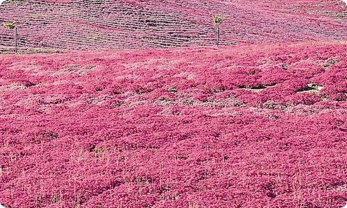 关于旅游日记范文汇总9篇