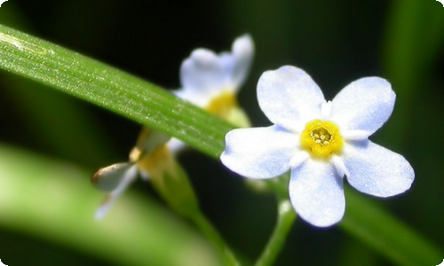 八年级生物教学计划集合八篇