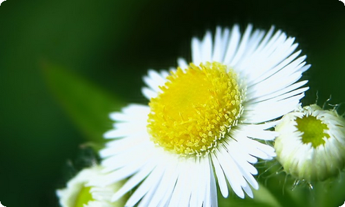 小学植树节活动总结