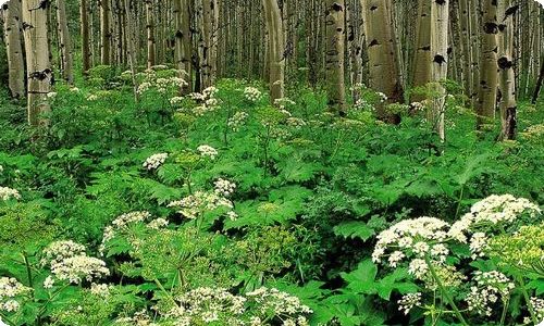 教师节演讲稿