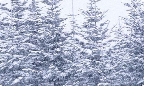 精选雪写景作文300字四篇