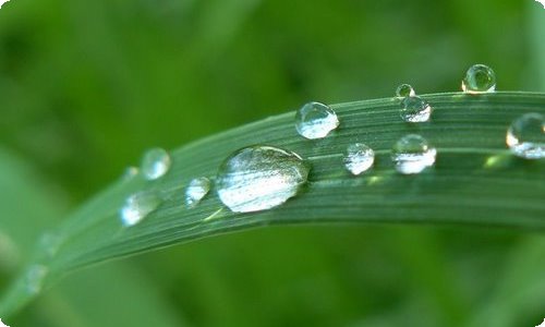 精选植树日记八篇